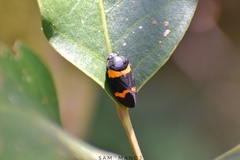Cosmoscarta abdominalis