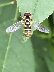 Xanthogramma flavipes