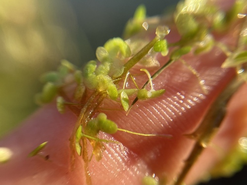 Image of Lemna minuta by (c) Joss Carr, some rights reserved (CC BY)