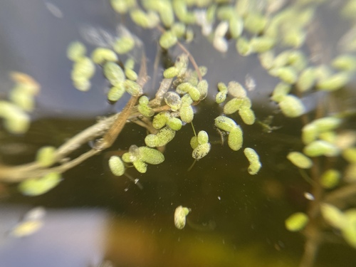 Image of Lemna minuta by (c) Joss Carr, some rights reserved (CC BY)