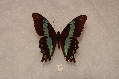 Papilio microps