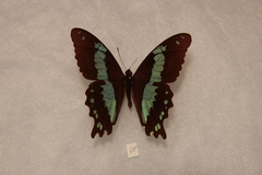 Papilio microps