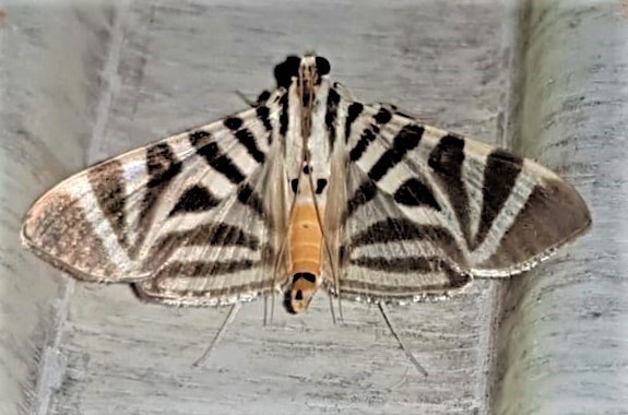 Spilomela perspicata