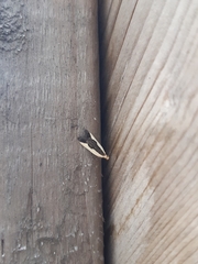 Dichomeris inserrata