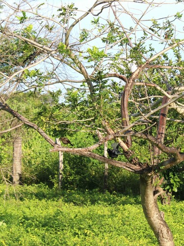 Carib Grackle