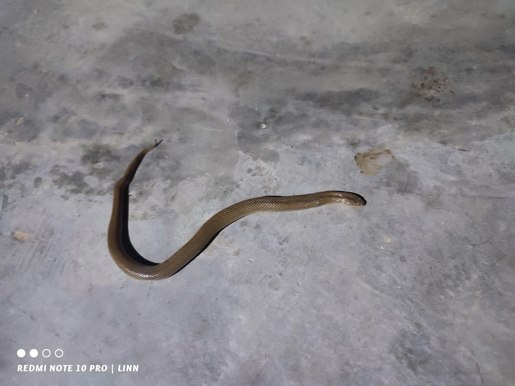 Myanophis
