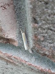 Crambus girardellus