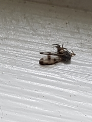 Palloptera umbellatarum