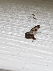 Palloptera umbellatarum