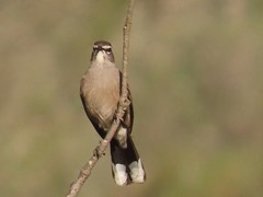 Cercotrichas coryphoeus cinerea