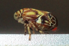 Clastoptera arborina