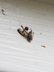 Palloptera umbellatarum