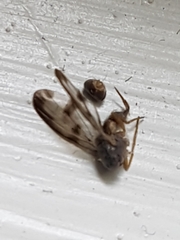 Palloptera umbellatarum