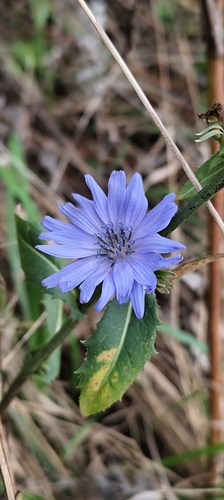 Image of Cichorium endivia by (c) Alok Mahendroo, some rights reserved (CC BY)