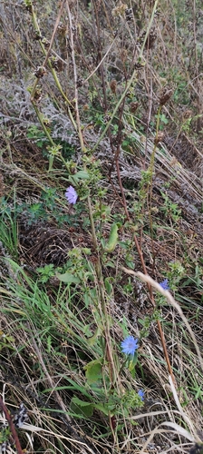 Image of Cichorium endivia by (c) Alok Mahendroo, some rights reserved (CC BY)