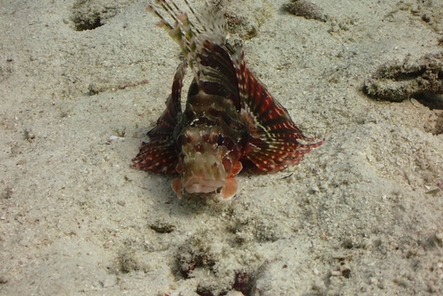 Zebra Lionfish (Dendrochirus zebra)