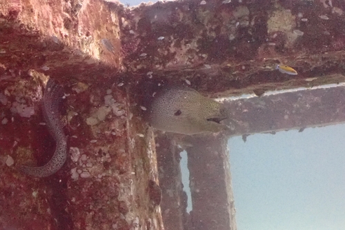 Giant Moray (Gymnothorax javanicus)