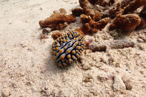 Varicose Wart Slug (Phyllidia varicosa)