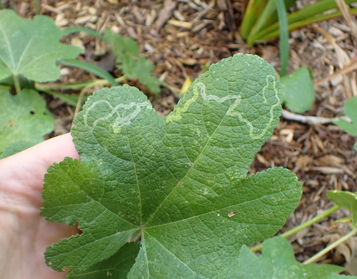 Mallow Leaf Miner photo 5