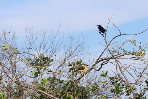 Oriole Blackbird
