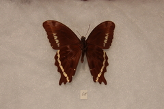 Papilio microps