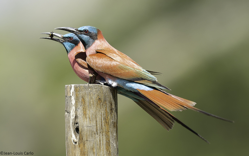 Northern Carmine Bee-eater