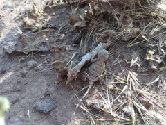 Phrynocephalus persicus