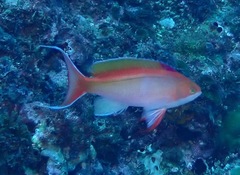 Pseudanthias cooperi