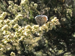 Euphilotes bernardino