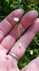 Stellaria longifolia