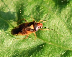 Tropidosteptes