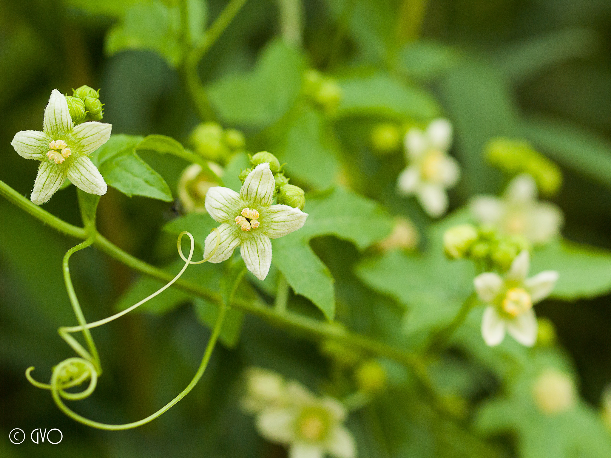 Bryonia dioica
