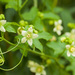 White Bryony - Photo (c) gvo, some rights reserved (CC BY-NC), uploaded by gvo