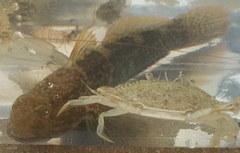 Bathygobius soporator