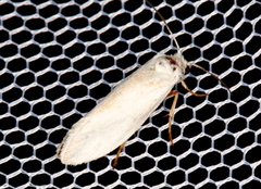 Prodoxidae