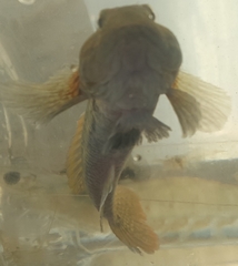 Bathygobius soporator