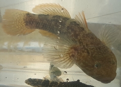 Bathygobius soporator