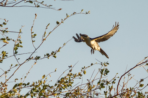 Great Spotted Cuckoo
