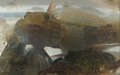 Bathygobius soporator