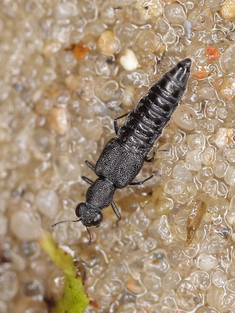 Stenus incrassatus