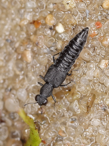 Stenus incrassatus