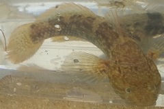 Bathygobius soporator