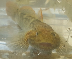 Bathygobius soporator