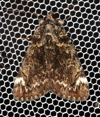 Catocala minuta