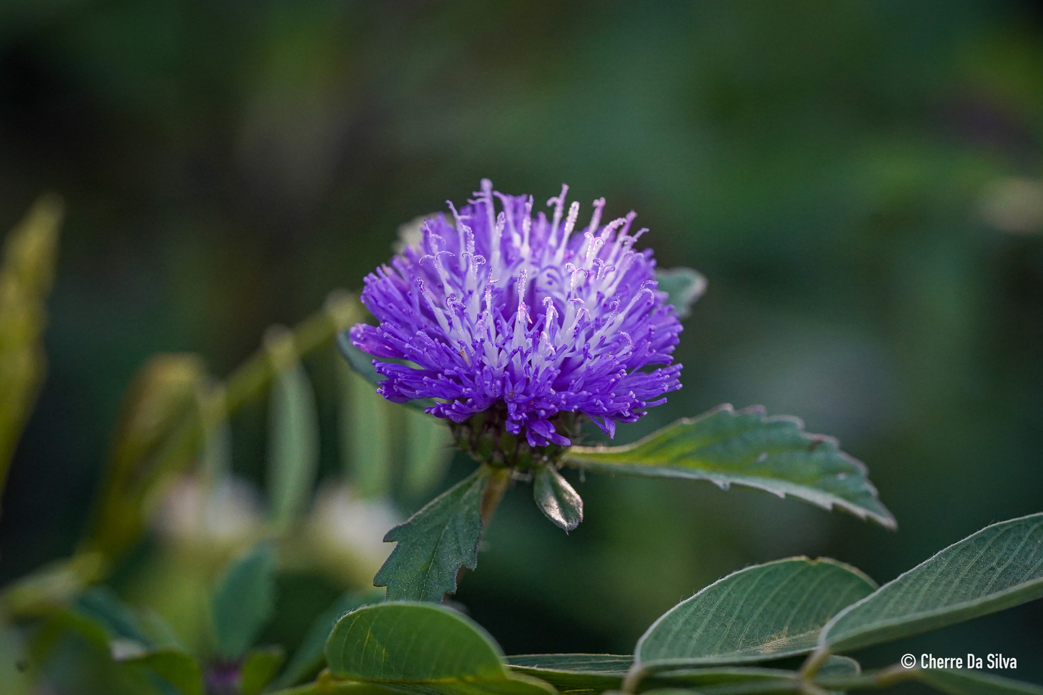 Centratherum punctatum