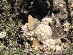 Satyrium auretorum