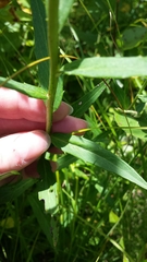 Hieracium umbellatum umbellatum