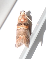 Acrobasis angusella