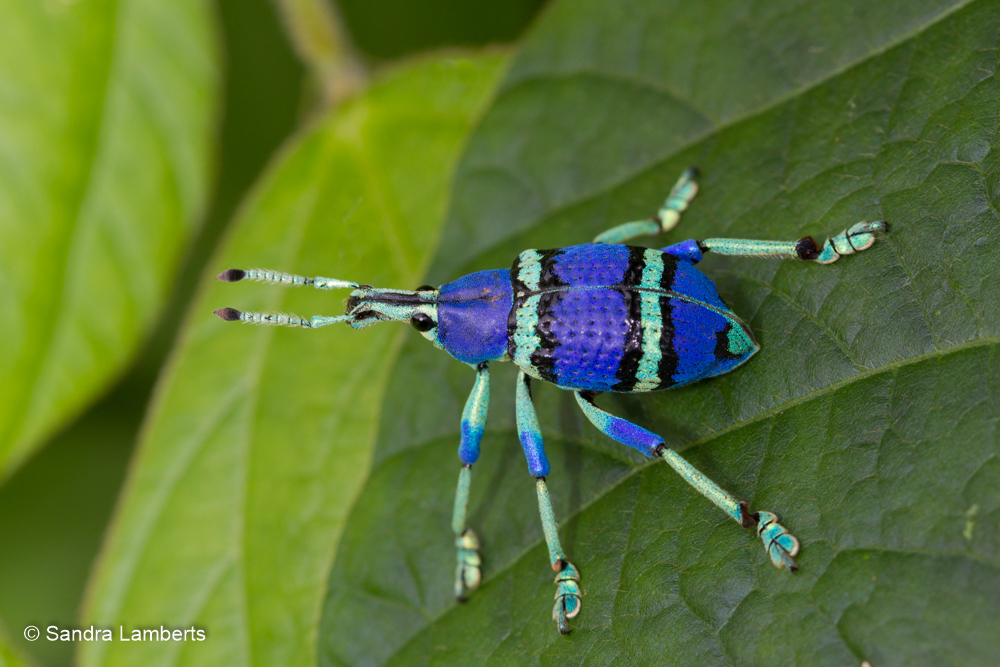 Eupholus magnificus