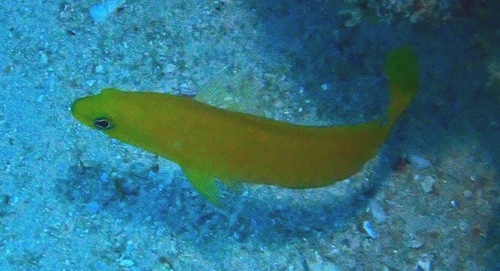 Pseudochromis fuscus